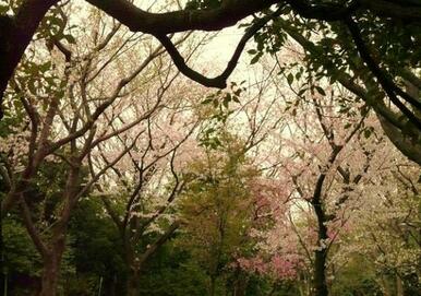 平和の森公園