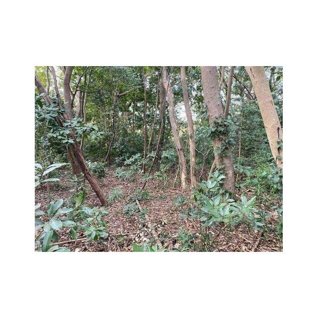 ■自然たっぷりなのでキャンプ用地としても！