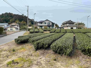 隣地　茶畑