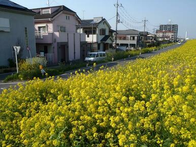 土手に菜の花が咲く頃。