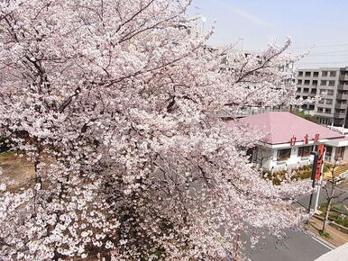 隣の市ヶ尾公園、桜の大木があり春には満開