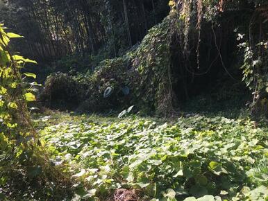 土地の現況。家庭菜園に如何でしょうか、約２３６坪の広さが有ります。