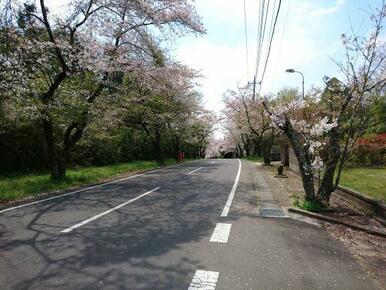 メイン通りの桜並木