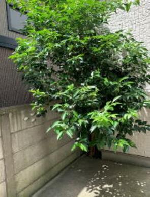植栽
