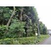 公園