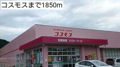 コスモス