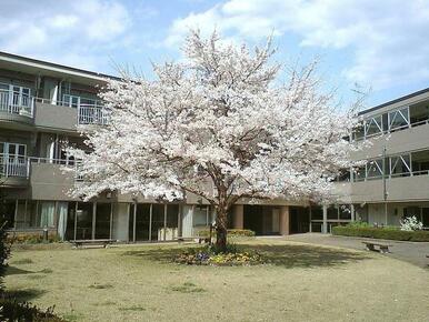 中庭の桜