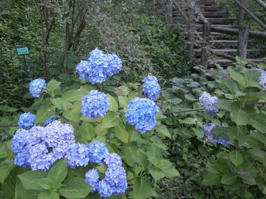 東高根森林公園