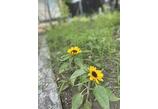 情報提供会社