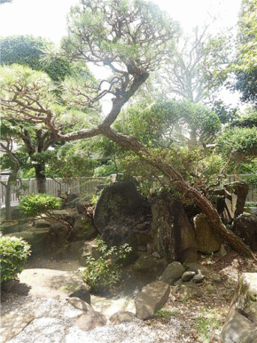 和室から日本庭園があり、癒されます