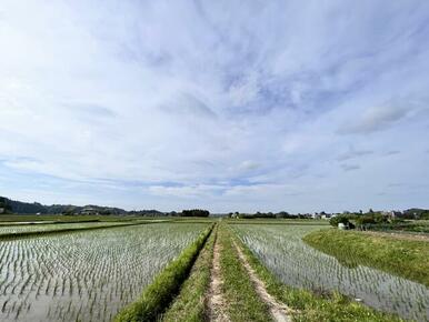 本分譲地の北側には田んぼが広がっています。とてものどかな風景です。