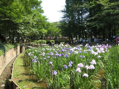 水と緑豊かなしょうぶ沼公園。