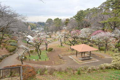 大倉山公園梅林