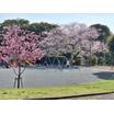 公園