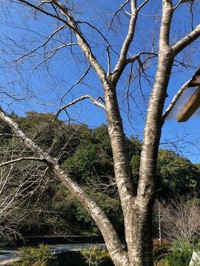 敷地には数本の桜他梅、栗、キウイ、柿の木も有ります