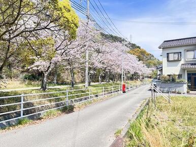 現地　北西側道路風景（春の桜の時期）