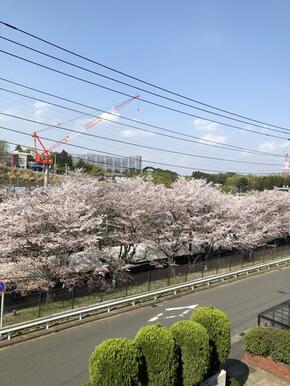 桜並木