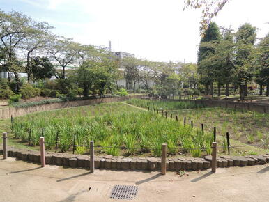 水と緑豊かなしょうぶ沼公園