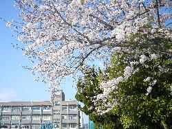 城北小学校