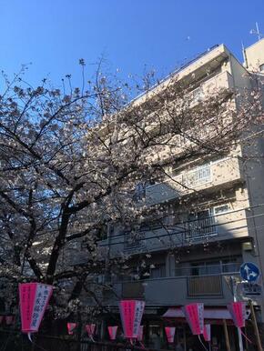 春は桜が綺麗です