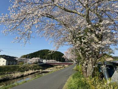 二俣川桜並木