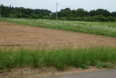 大きな大きな土地（畑）です。★新規農業にチャレンジしませんか？農地区分は、第２種。