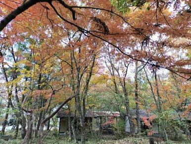 紅葉の頃のショールーム