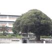 中学校
