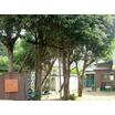 幼稚園、保育園