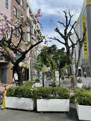 春には桜並木になりベンチでお花見する人達で賑わいます。