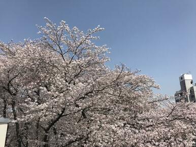 市役所桜通り