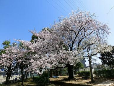 天沼弁天池公園