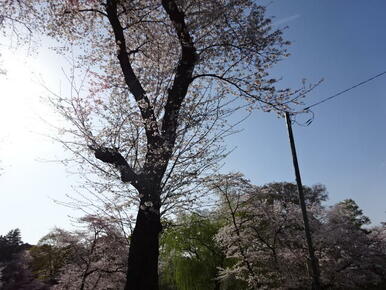 八幡山公園