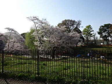 八幡山公園