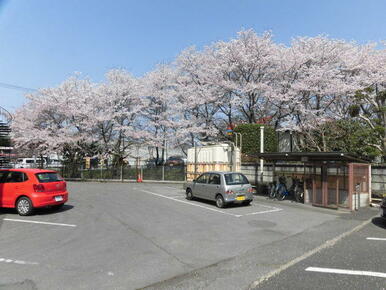 駐車場北側に桜並木があって、春先は桜が綺麗です