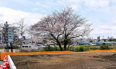 現地渋田川対岸の桜