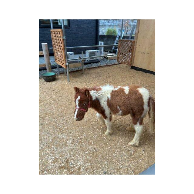 お隣の方がポニーを飼われています、動物好きの方には楽しみが増えますね