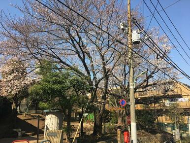 目の前の公園、今サクラが全開です