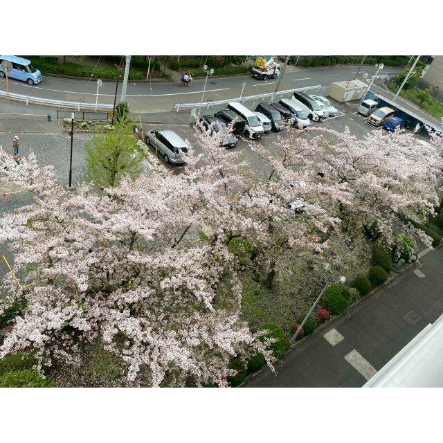 お部屋から見える満開の桜がキレイです。