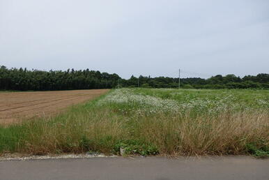 大きな大きな土地（畑）です。★新規農業にチャレンジしませんか？農地区分は、第２種。