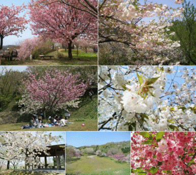 大峰山桜公園まで（約２．６ｋｍ・徒歩約３３分／車で約７分）