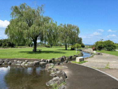 豊田池田の渡し公園　目の前にある公園です。緑の芝生が広がって、柳の木陰もあり毎日の散歩にも最適です。