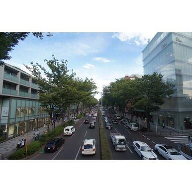 表参道のケヤキ並木