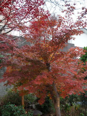 部屋の直ぐ先に思わず深呼吸したくなる、玄関前に庭園の紅葉