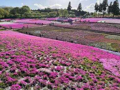 散歩コースの羊山芝桜です。