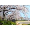 公園
