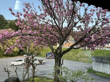 敷地内に桜の木があります。