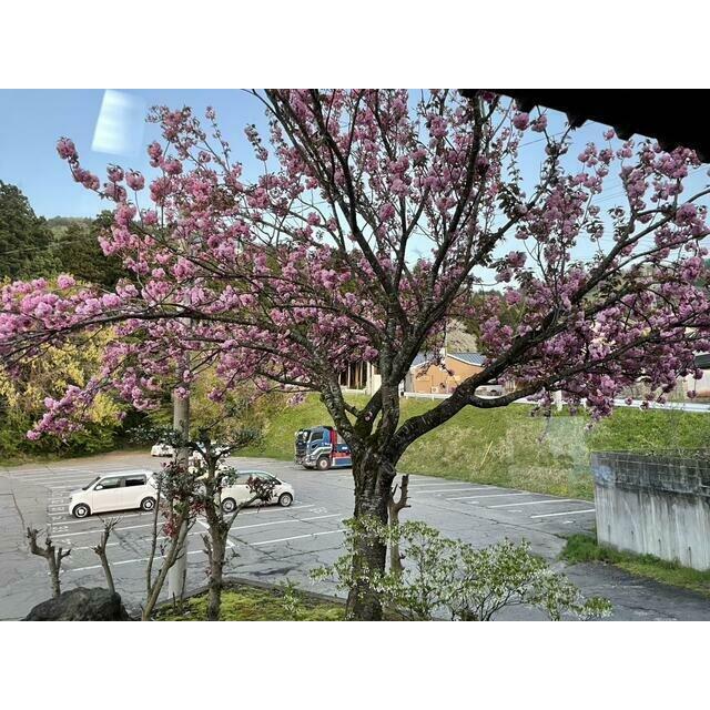敷地内に桜の木があります。