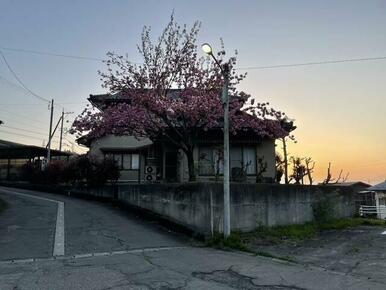 毎年の花見を自宅で楽しめます。
