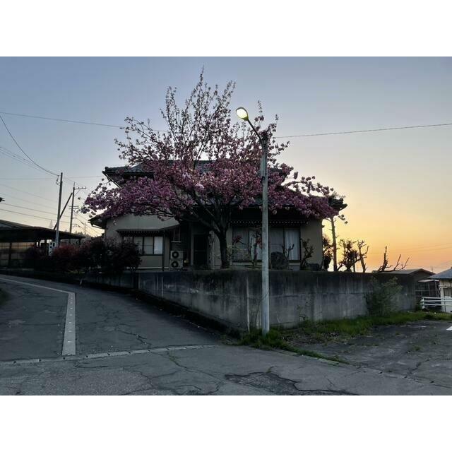 毎年の花見を自宅で楽しめます。